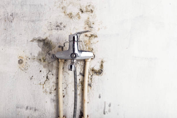 Best Black Mold Remediation in Horizon City, TX