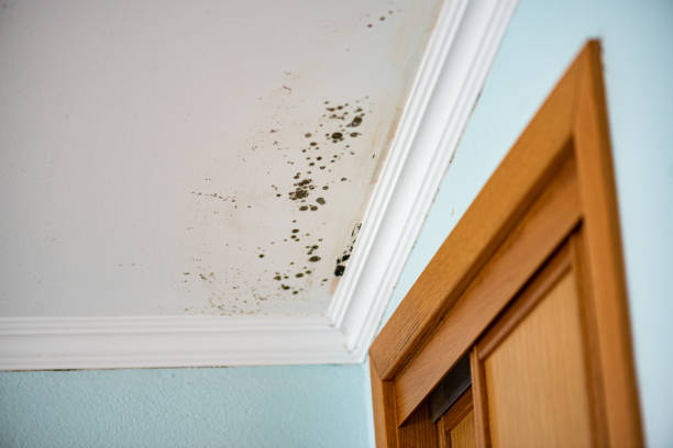 Best Basement Mold Remediation in Horizon City, TX