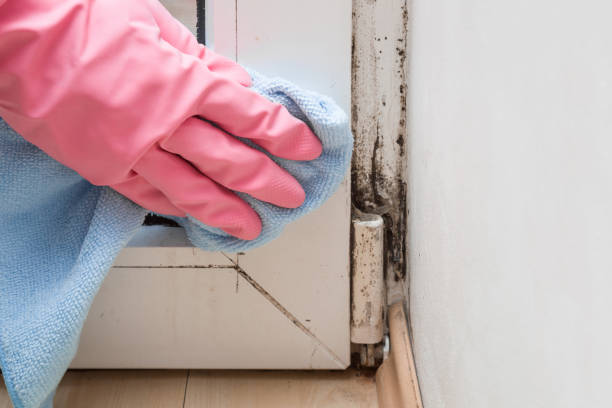 Best White Mold Remediation in Horizon City, TX